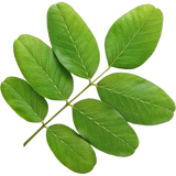 Acacia