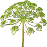Angelica