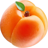 Apricot