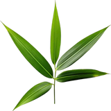 Bamboo