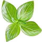 Basil