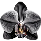 Black orchid 
