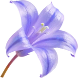 Bluebell