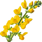 Broom