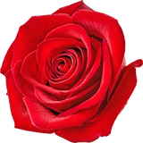 Bulgarian Rose