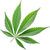 Cannabis