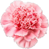 Carnation