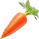 Carrot