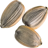 Carrot Seeds