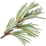 Cedar