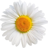 Chamomile