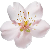 Cherry Blossom