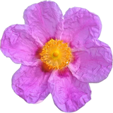 Cistus