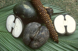Coco de mer