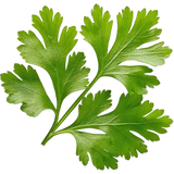 Coriander
