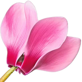 Cyclamen