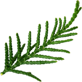 Cypress