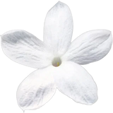 Egyptian jasmine
