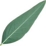 Eucalyptus