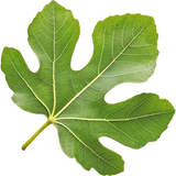 Fig Leaf