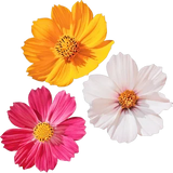 Floral Notes