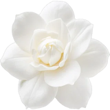 Gardenia
