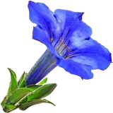 Gentian absolute