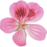 Geranium