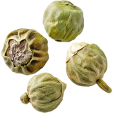 Green Pepper