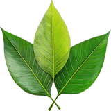 Green leaves