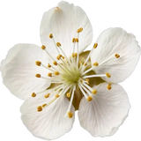 Hawthorn