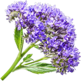 Heliotrope