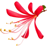 Honeysuckle