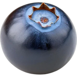 Juniper Berry