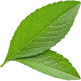 Lemon Verbena