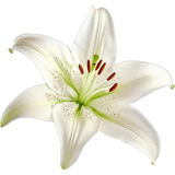 Lily