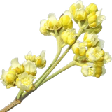 Litsea Cubeba