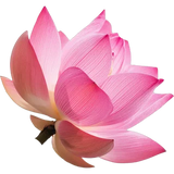 Lotus Flower