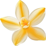 Madagascar Vanilla