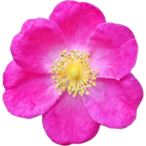 May Rose