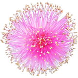 Mimosa