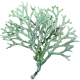 Oakmoss