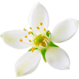 Orange Blossom Absolute