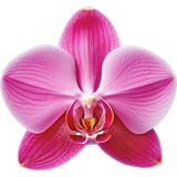Orchid