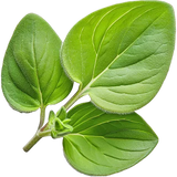 Oregano