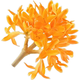 Osmanthus
