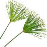 Papyrus