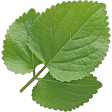 Patchouli