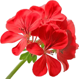 Pelargonium 