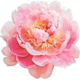 Peony